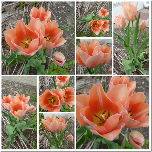 Tulips Before Bunnies