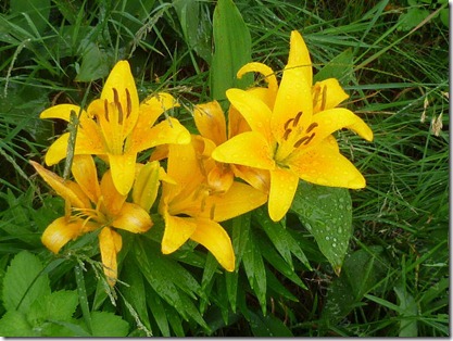 Beautiful Flowers On An Otherwise Gloomy Day