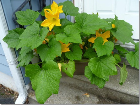 Zucchini plants - June 24, 2011