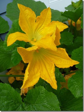 Giant flowers on zucchini plant