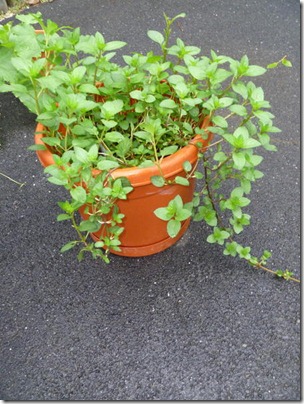Peppermint Plant - June 24, 2011