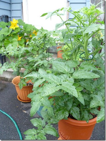 Tomato plants - June 24, 2011