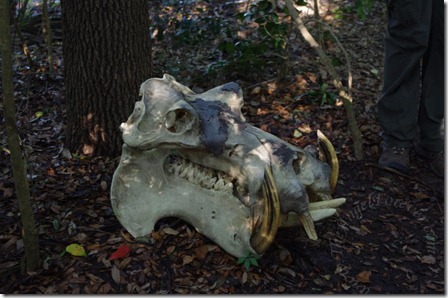 Hippo skull