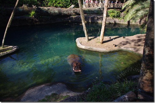 Safari vehicle going by in back of hippo