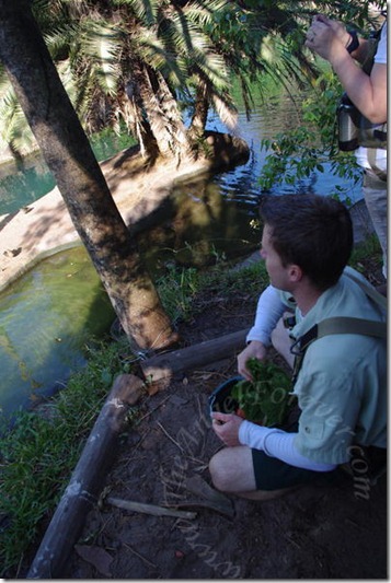 Researcher feeding hippos