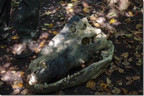 Crocodile skull waiting