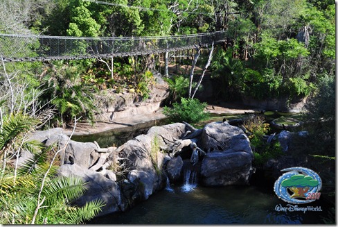 One of the infamous rope bridges