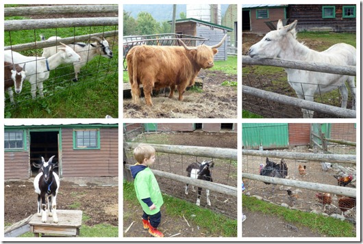 Even more animals Even more animals