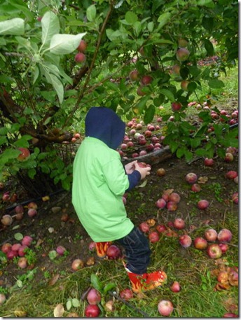 Apple picking time