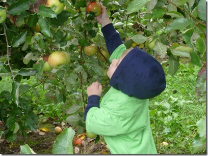 Stretching for a good apple Stretching for a good apple
