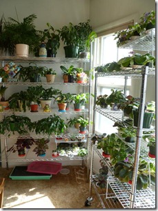 Plants Section 2