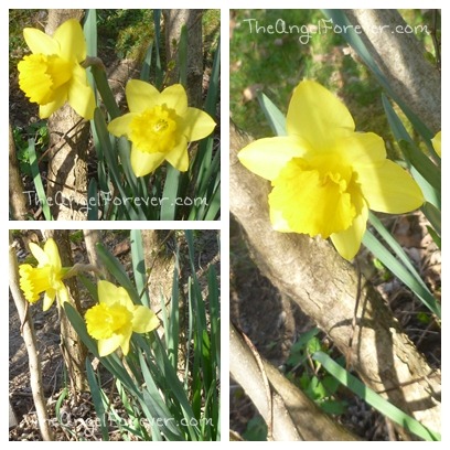 Daffodils are out