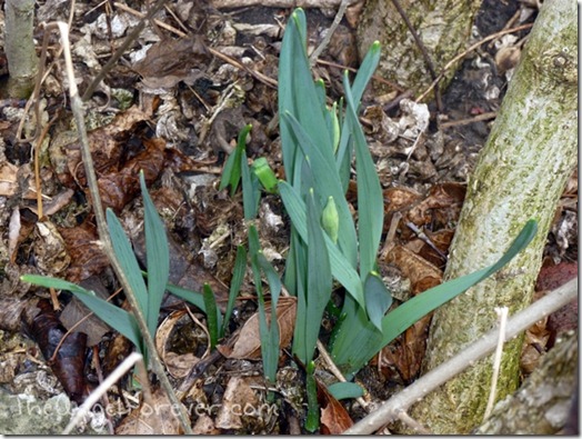 Daffodils