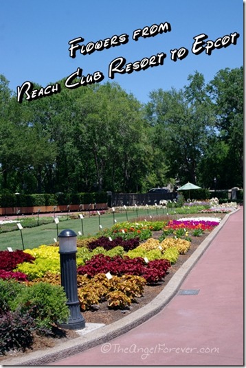 Walkway to Epcot during Flower and Garden Festival