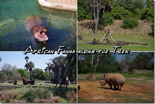 Animals at Disney's Animal Kingdom