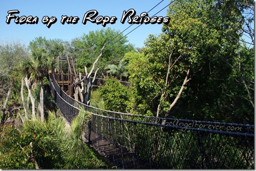 Disney's Animal Kingdom Rope Bridges