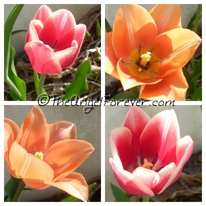 Beautiful Tulips