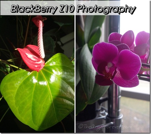 BlackBerry Z10 photos of flowers