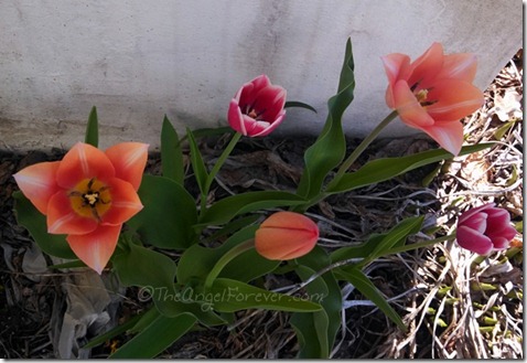 Tulips emerge