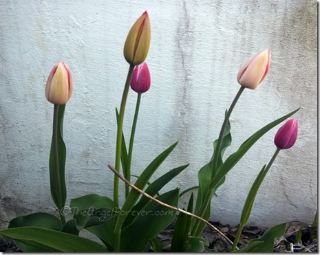 Tulips in the morning