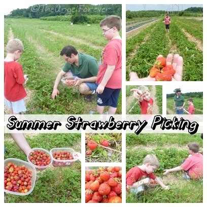 Summer Strawberry Picking