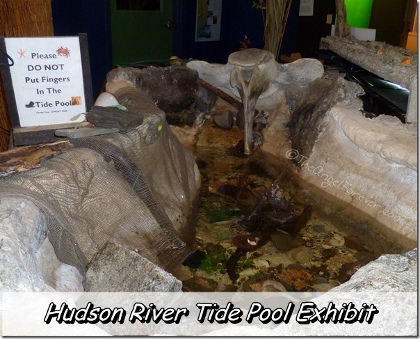 Hudson River Tide Pool Exhibit at CMOST