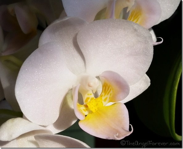 Beautiful orchid