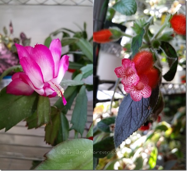 Beautiful textures on the indoor flowers