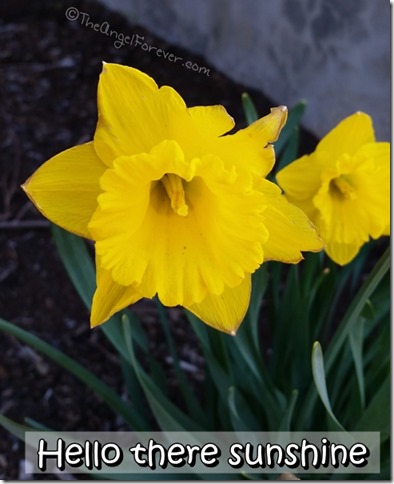 Daffodils with the Samsung Galaxy S5