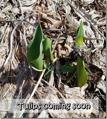 Tulips ready to emerge
