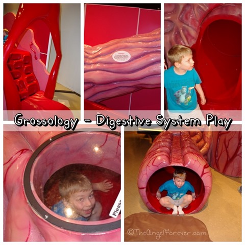 Grossology Digestive System Play Area miSci NY