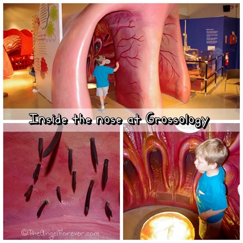 Grossology inside the nose at miSci NY