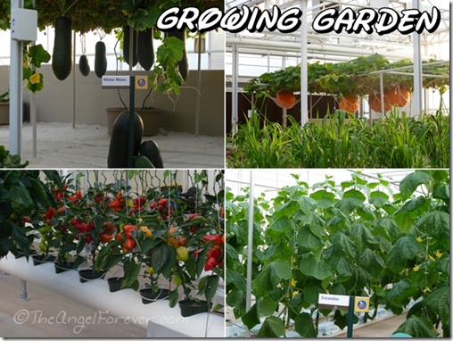 Growing items in The Land at Epcot