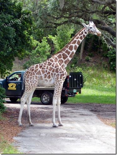 Giraffe blocking road