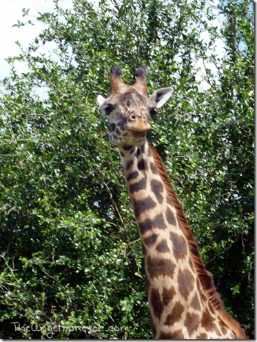 Hello Mr. Giraffe