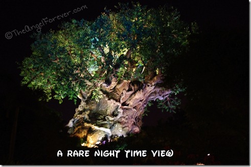 Disney's Animal Kingdom at night