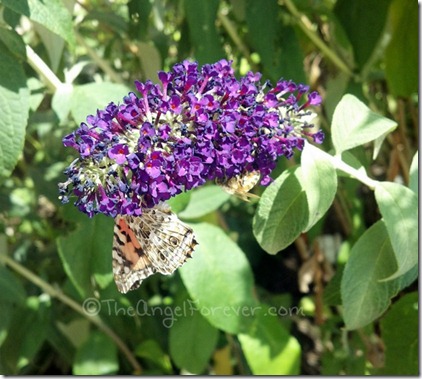 Beautiful Butterfly and Bee