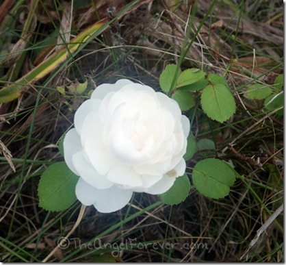 Lone White Rose