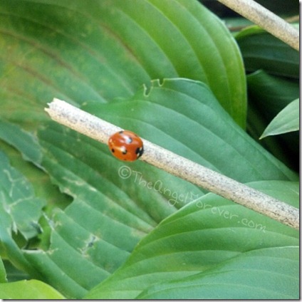 Lucky Little Ladybug