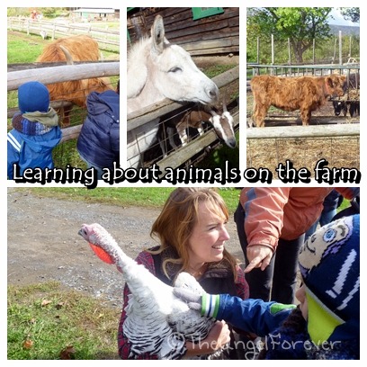 Animals at Indian Ladder Farms