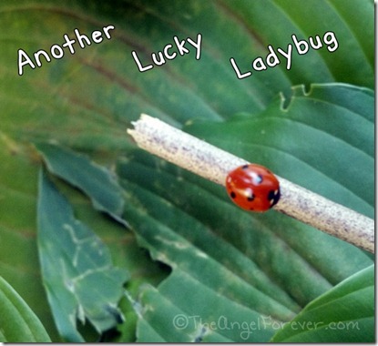 Lucky Ladybug